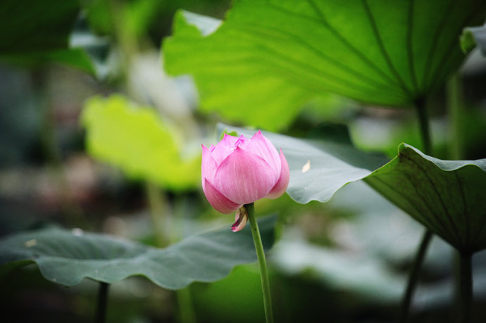 发菩提心真言全文